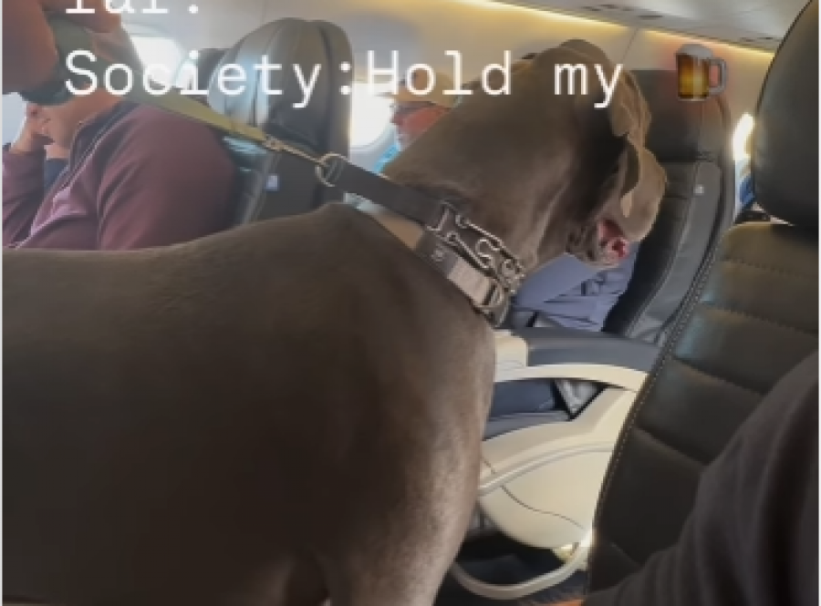 Perro