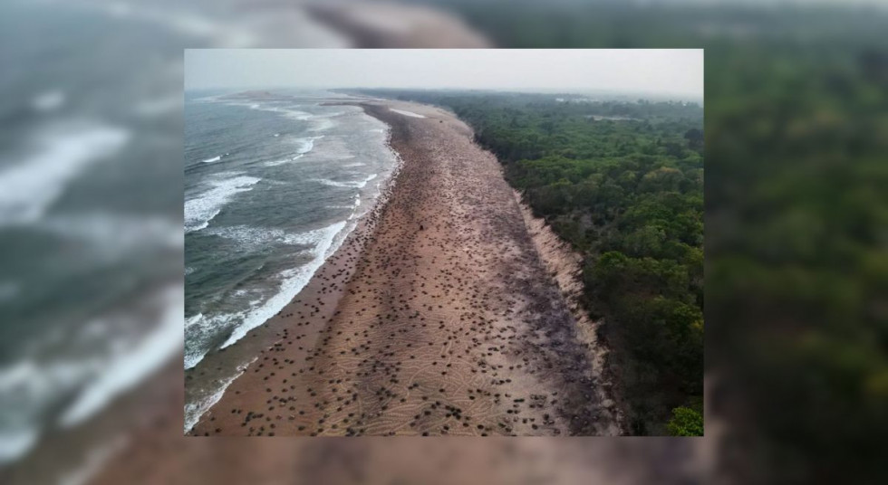 Muere una niña de 14 años al ser atacada por un león en Kenia Una niña de 14 años ha muerto al ser atacada por un león en Kenia, el ataque tuvo lugar en las inmediaciones del Parque Nacional de