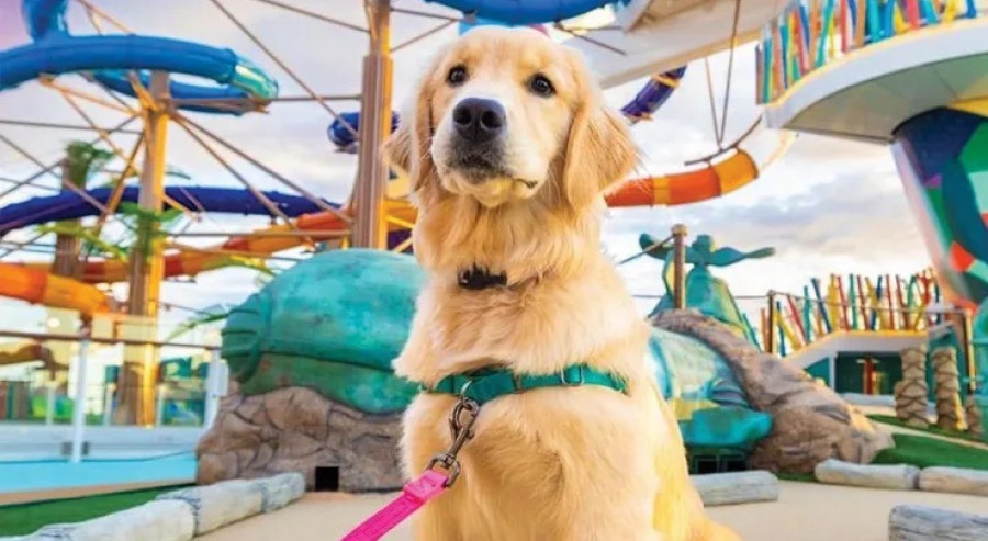 Perro