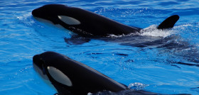 Orca 2434070 1280