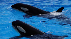 Orca 2434070 1280