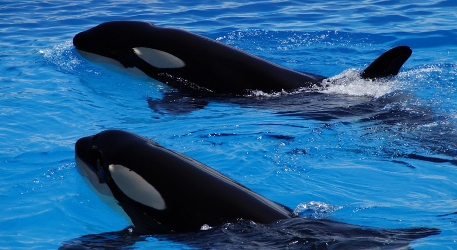 Orca 2434070 1280