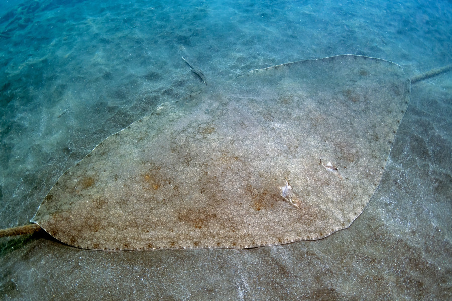 Mantelina
