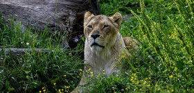 Lioness