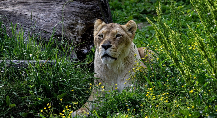 Lioness