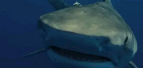 Ballena