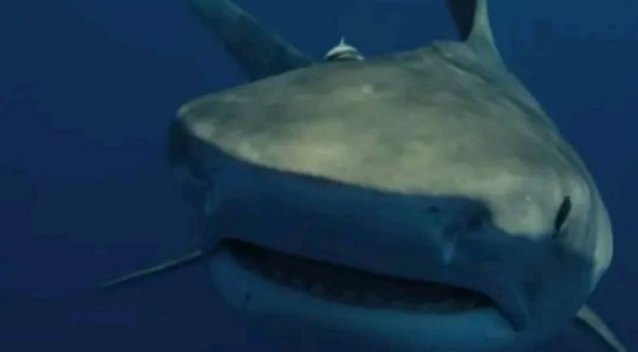 Ballena