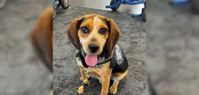 Freddie Beagle