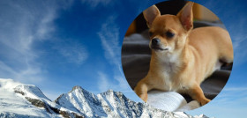 Chihuahua alpes