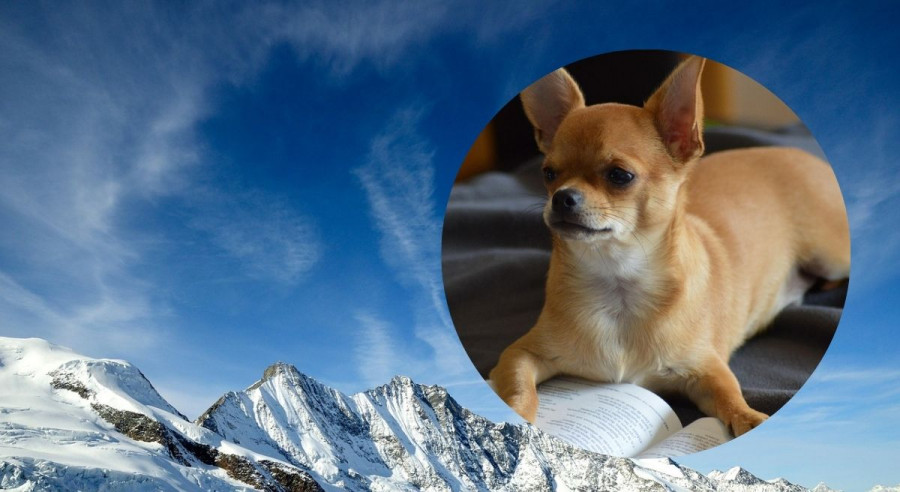 Chihuahua alpes
