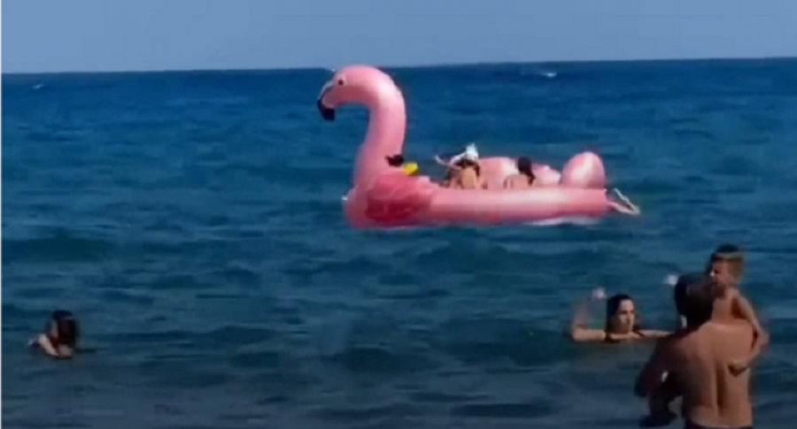 Flamingo