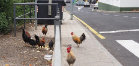 RS33323 sm gallinas verdellada 04 757 scr 1024x683
